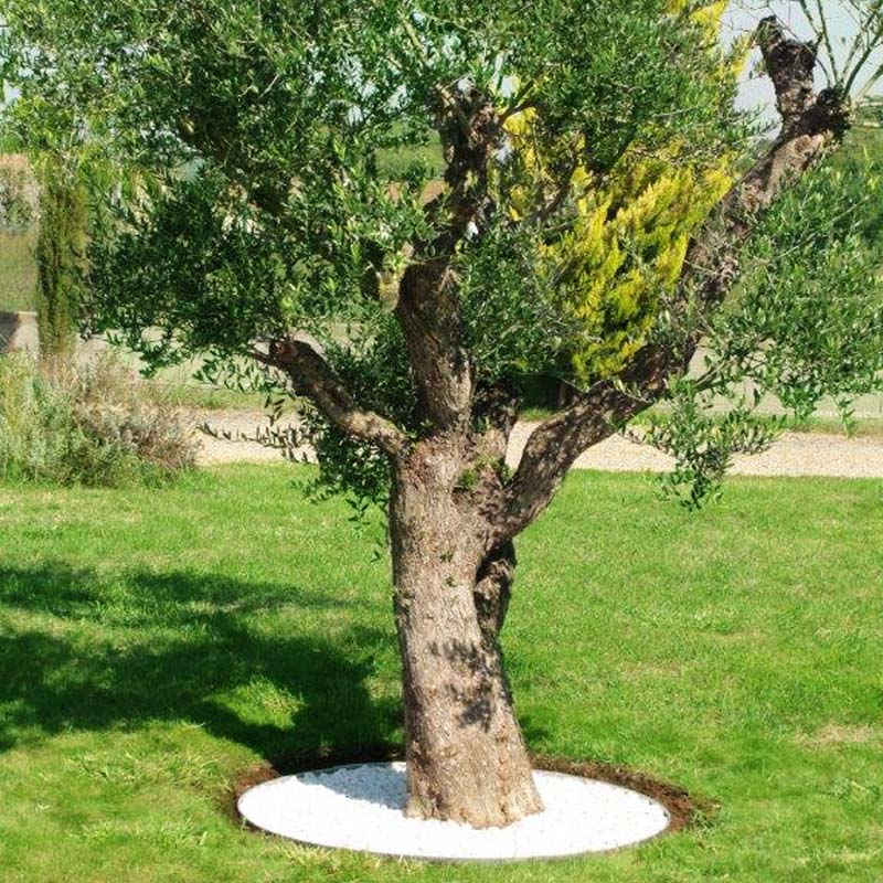 Entourage d'arbre par paysagiste Hush Garden Saint-Just
